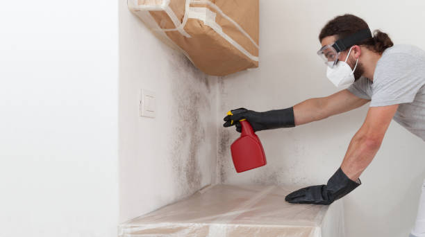 Professional Basement Mold Remediation technician working in Manchester, MI