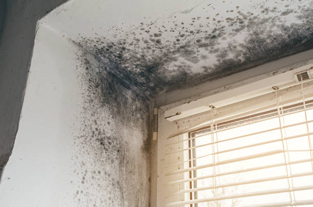 Affordable Basement Mold Remediation solutions in Manchester, MI